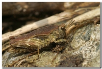 : Tetrix subulata