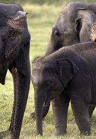 Asian Elephant   Elephas maximus photo