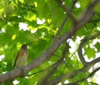 Turdus obscurus