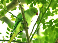 Rose-ringed Parakeet