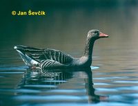 Photo of husa velká, Greylag Goose, Graugans, Anser anser