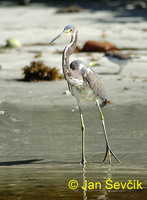 Photo of volavka tříbarvá, Egretta tricolor, Tricolored Heron, Garza Flaca