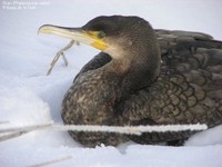 Skarv (Phalacrocorax carbo) Foto/billede af