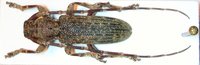 Stenidea schurmanni