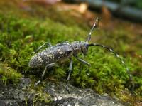 Monochamus sutor sutor