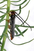 Oberea erythrocephala erythrocephala var. pyretana