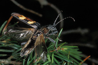 Rhagium bifasciatum