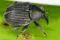 Cleopomiarus graminis