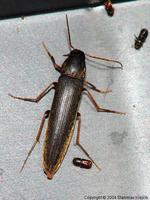 Serropalpus barbatus