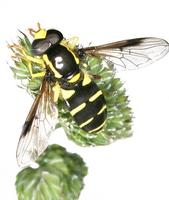 Xanthogramma pedissequum