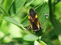 Adelphocoris seticornis