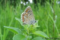 Aricia artaxerxes - Mountain Argus