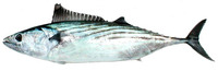 Sarda chiliensis chiliensis, Eastern Pacific bonito: fisheries, gamefish