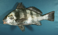Pogonias cromis, Black drum: fisheries, gamefish, aquarium