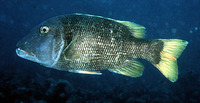 Lethrinus erythracanthus, Orange-spotted emperor: fisheries