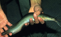 Heterobranchus isopterus, :