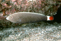 Anampses chrysocephalus, Red tail wrasse: aquarium