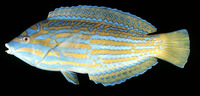 Anampses lennardi, Blue and yellow wrasse: aquarium