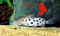 Synodontis rebeli, :