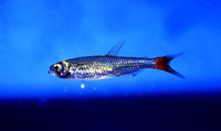 Aphyocharax alburnus, Goldencrown tetra: aquarium