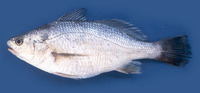 Stellifer illecebrosus, Silver stardrum: fisheries