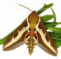 Hyles gallii - Bedstraw Hawk-moth