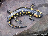 Salamandra salamandra crespoi