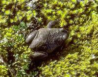 Image of: Telmatobius