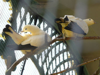 Ducula bicolor - Pied Imperial Fruit Pigeon