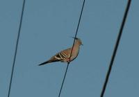 Ocyphaps lophotes - Crested Pigeon