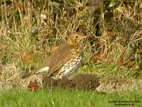 Turdus philomelos clarkei