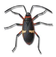 Image of: Dysdercus albofasciatus
