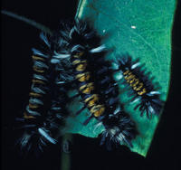 Image of: Euchaetes egle (milkweed tussock moth)