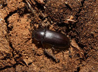 Image of: Tenebrionidae (darkling beetles)