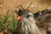 Image of: Cariama cristata (red-legged seriema)