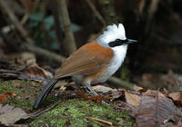 Image of: Garrulax leucolophus (white-crested laughing-thrush)