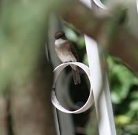 Image of: Muscicapa aquatica (swamp flycatcher)