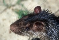 Atherurus africanus - African Brush-tailed Porcupine