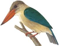 Image of: Pelargopsis capensis (stork-billed kingfisher)