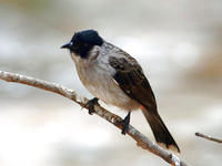 Image of: Pycnonotus aurigaster (sooty-headed bulbul)