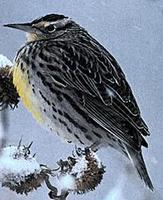 Image of: Sturnella magna (eastern meadowlark)