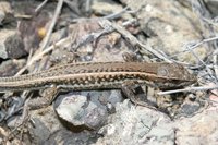 Ophisops elegans - Snake-eyed Lacertid