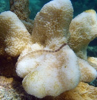 Corythoichthys flavofasciatus