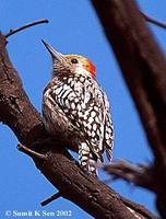 Yellow-crowned Woodpecker - Dendrocopos mahrattensis