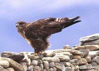 Upland Buzzard - Buteo hemilasius