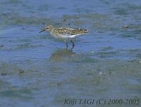 Long-toed Stint - Calidris subminuta