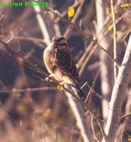 Rock Bunting - Emberiza cia