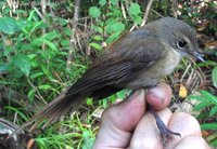 Long-tailed Fantail - Rhipidura opistherythra