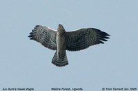 Ayres' Hawk-Eagle - Aquila ayresii