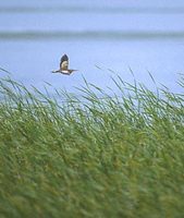 Yellow Bittern (Ixobrychus sinensis) photo